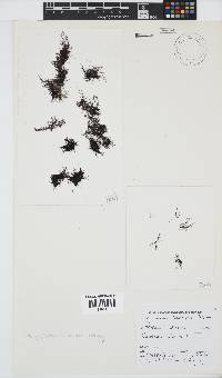 Melanothamnus incomptus image