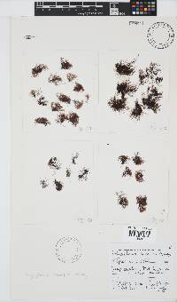 Melanothamnus incomptus image