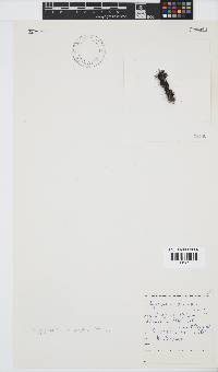 Melanothamnus incomptus image