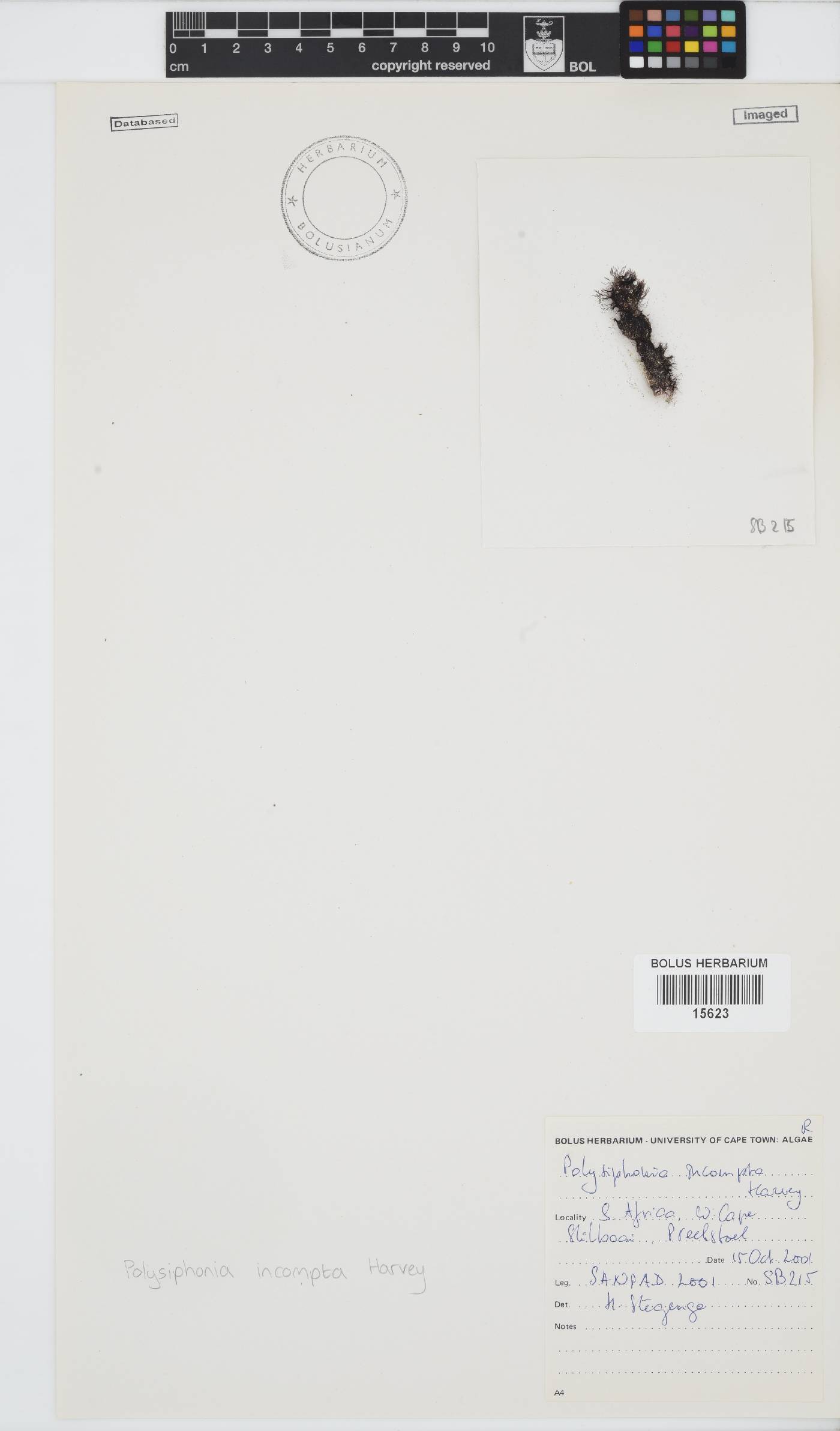 Melanothamnus image