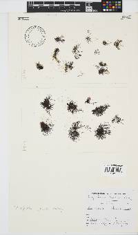 Melanothamnus incomptus image