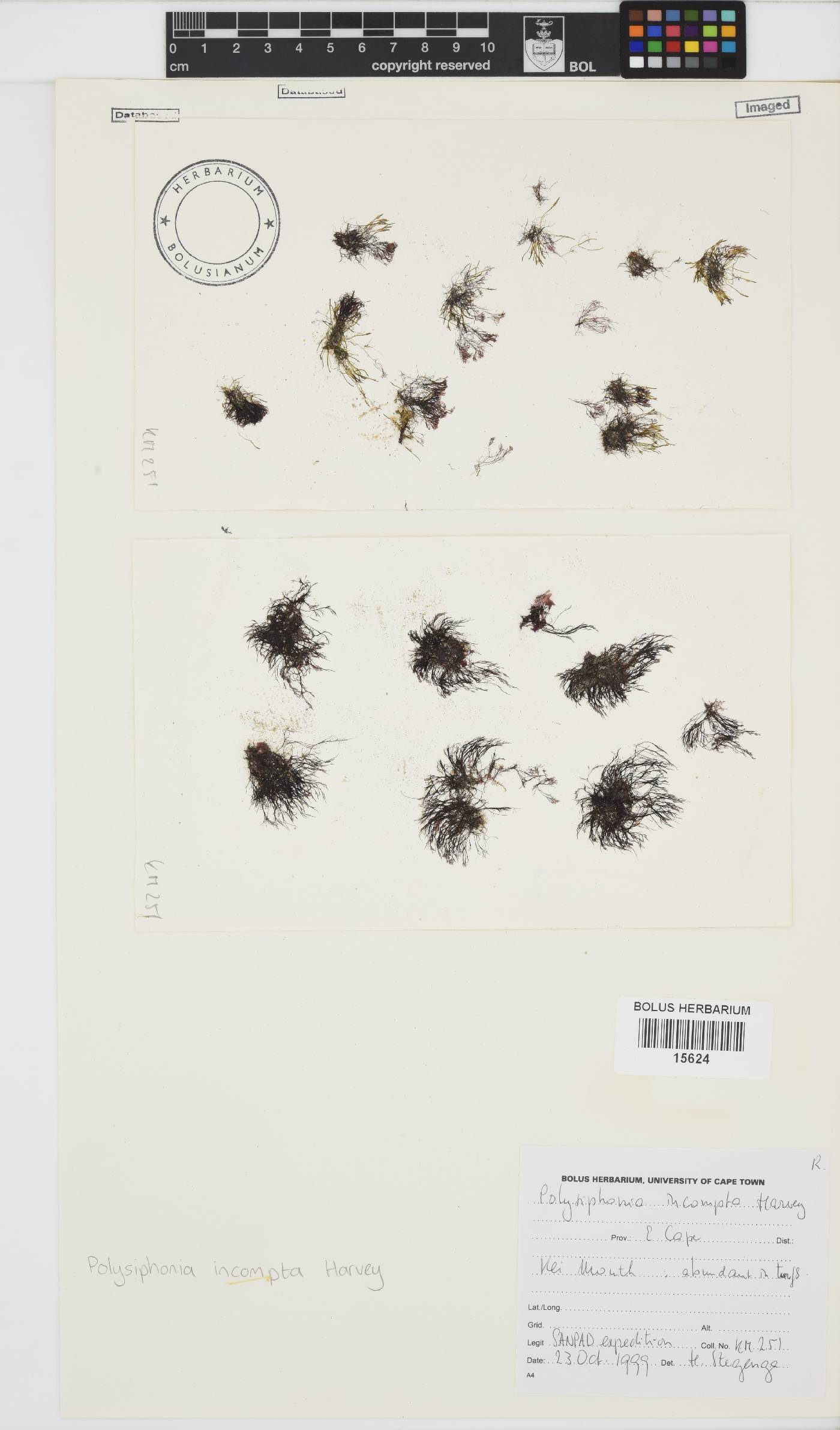 Melanothamnus incomptus image