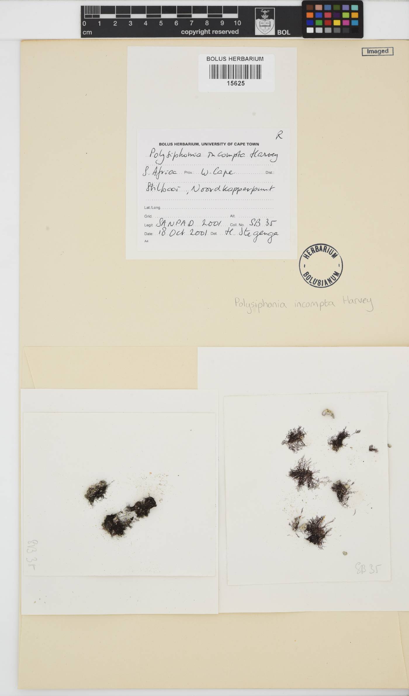 Melanothamnus incomptus image
