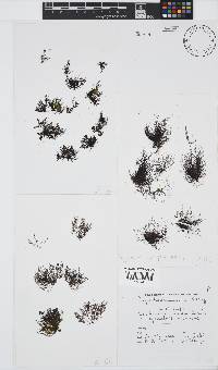 Melanothamnus incomptus image