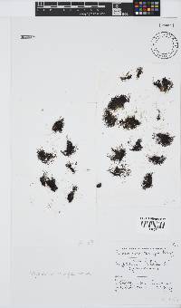 Melanothamnus incomptus image