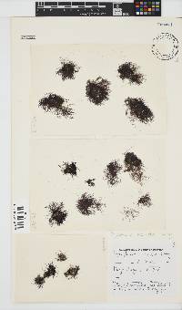 Melanothamnus incomptus image