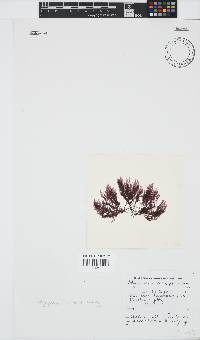 Melanothamnus incomptus image