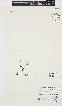 Melanothamnus incomptus image