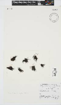 Melanothamnus incomptus image