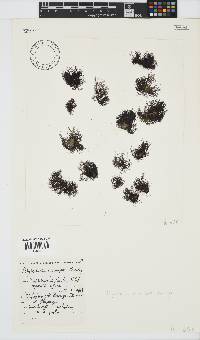 Melanothamnus incomptus image