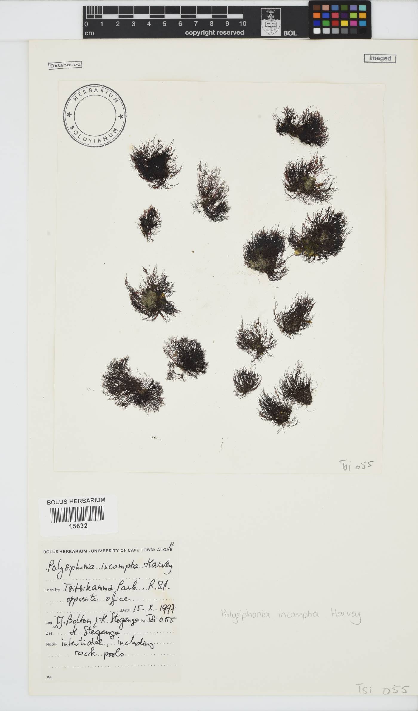 Melanothamnus image