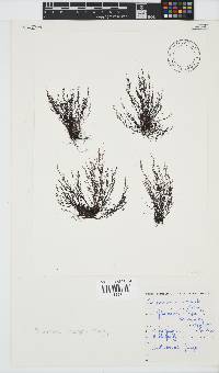 Melanothamnus incomptus image