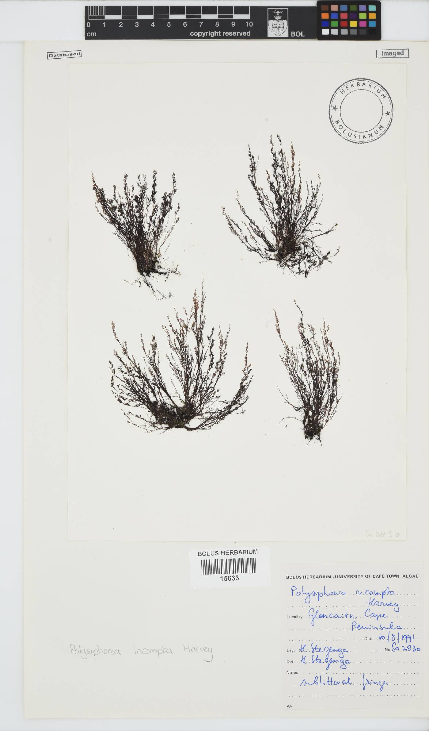 Melanothamnus incomptus image