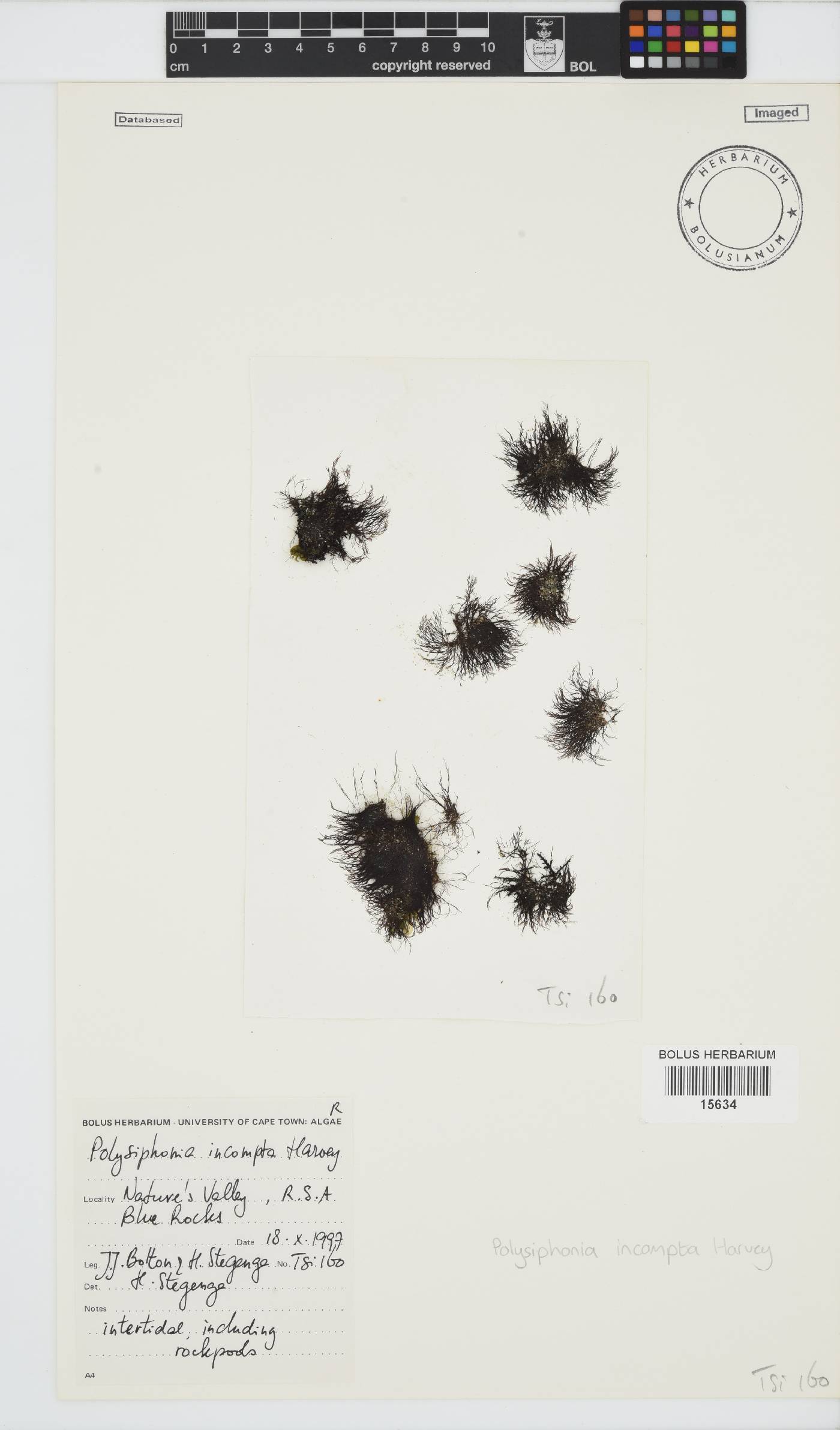 Melanothamnus incomptus image