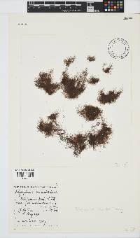 Melanothamnus incomptus image