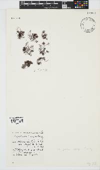 Melanothamnus incomptus image