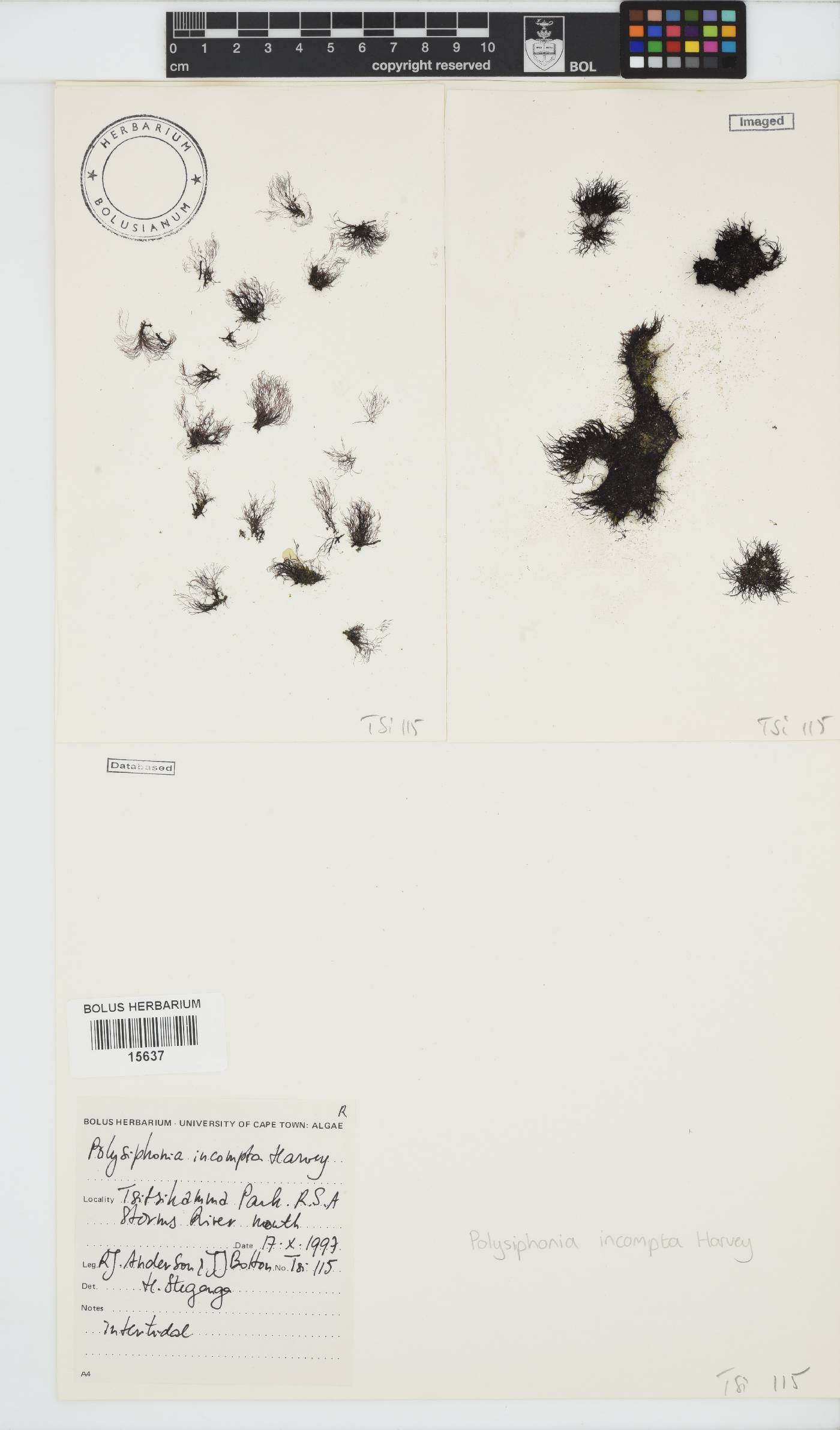 Melanothamnus incomptus image