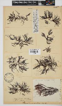 Melanothamnus incomptus image