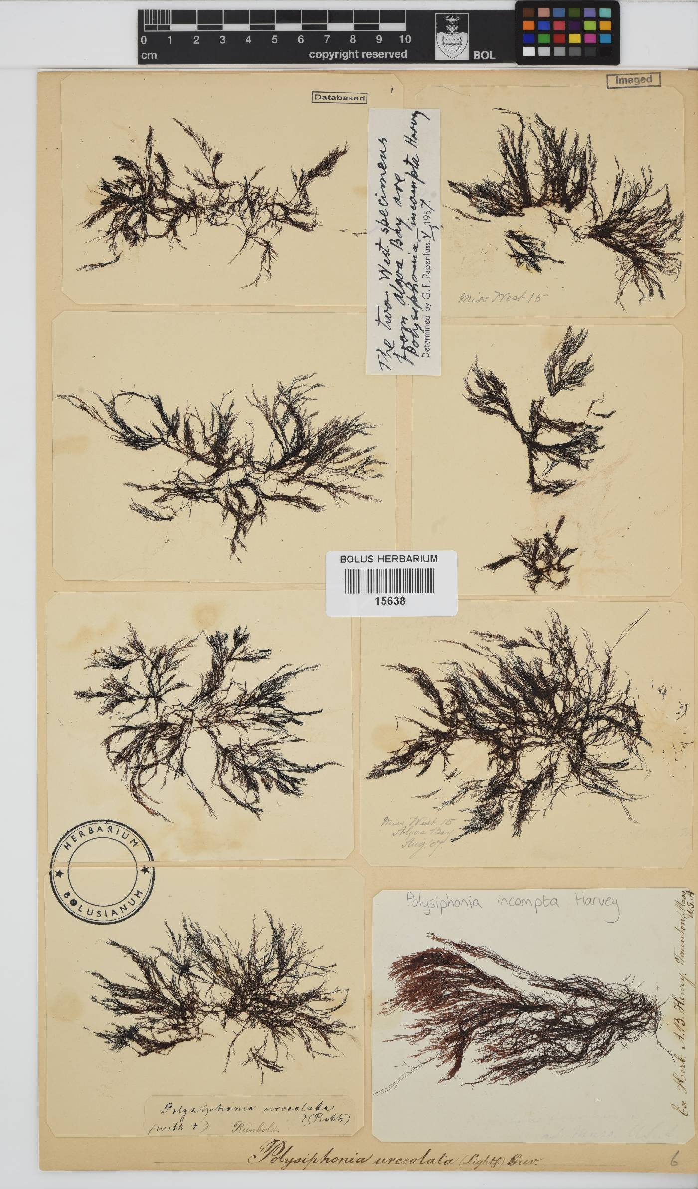Melanothamnus image