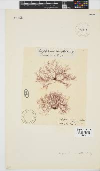Melanothamnus incomptus image