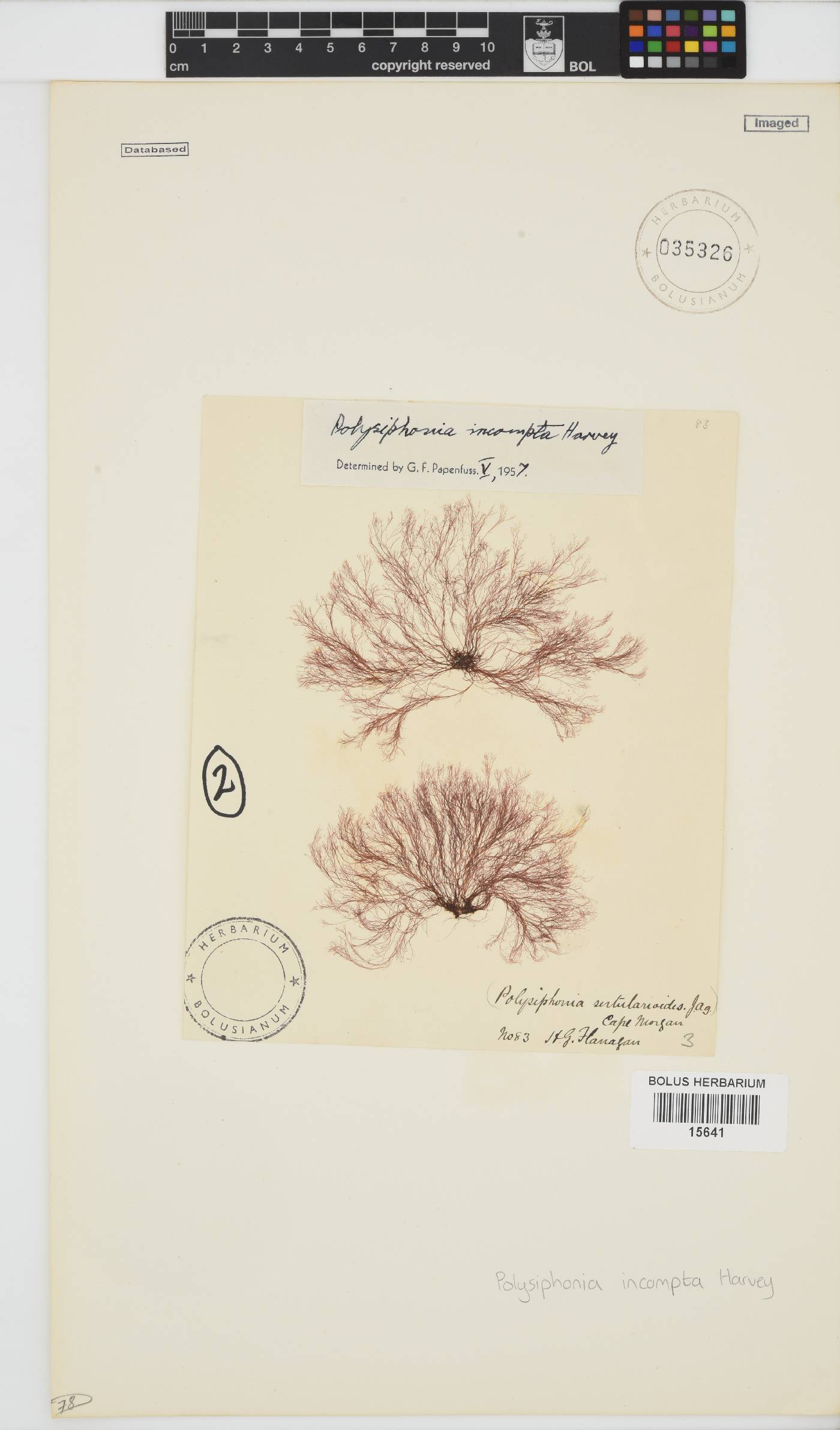 Melanothamnus incomptus image