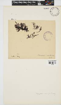 Melanothamnus incomptus image