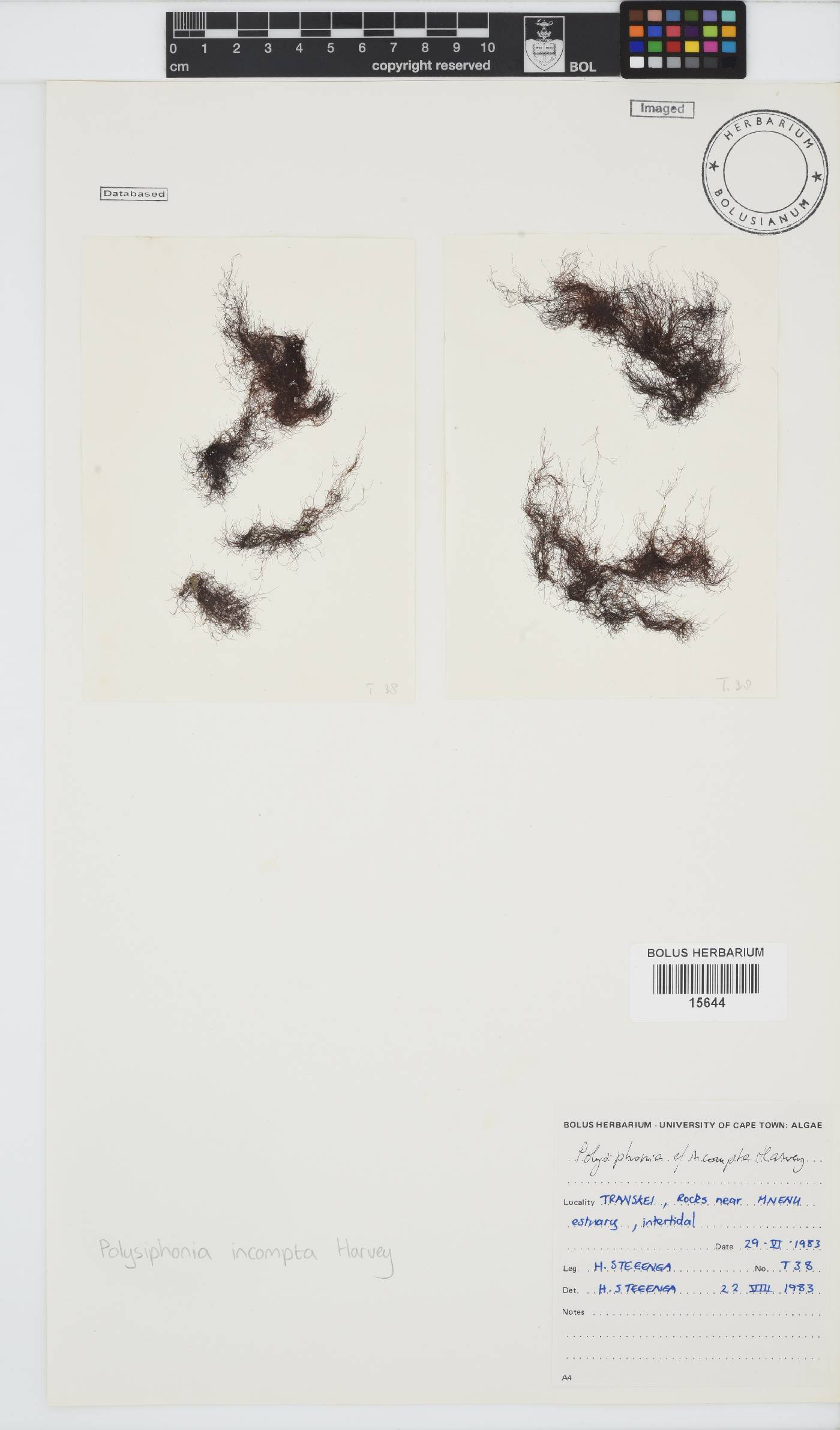 Melanothamnus incomptus image