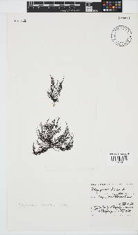 Melanothamnus incomptus image
