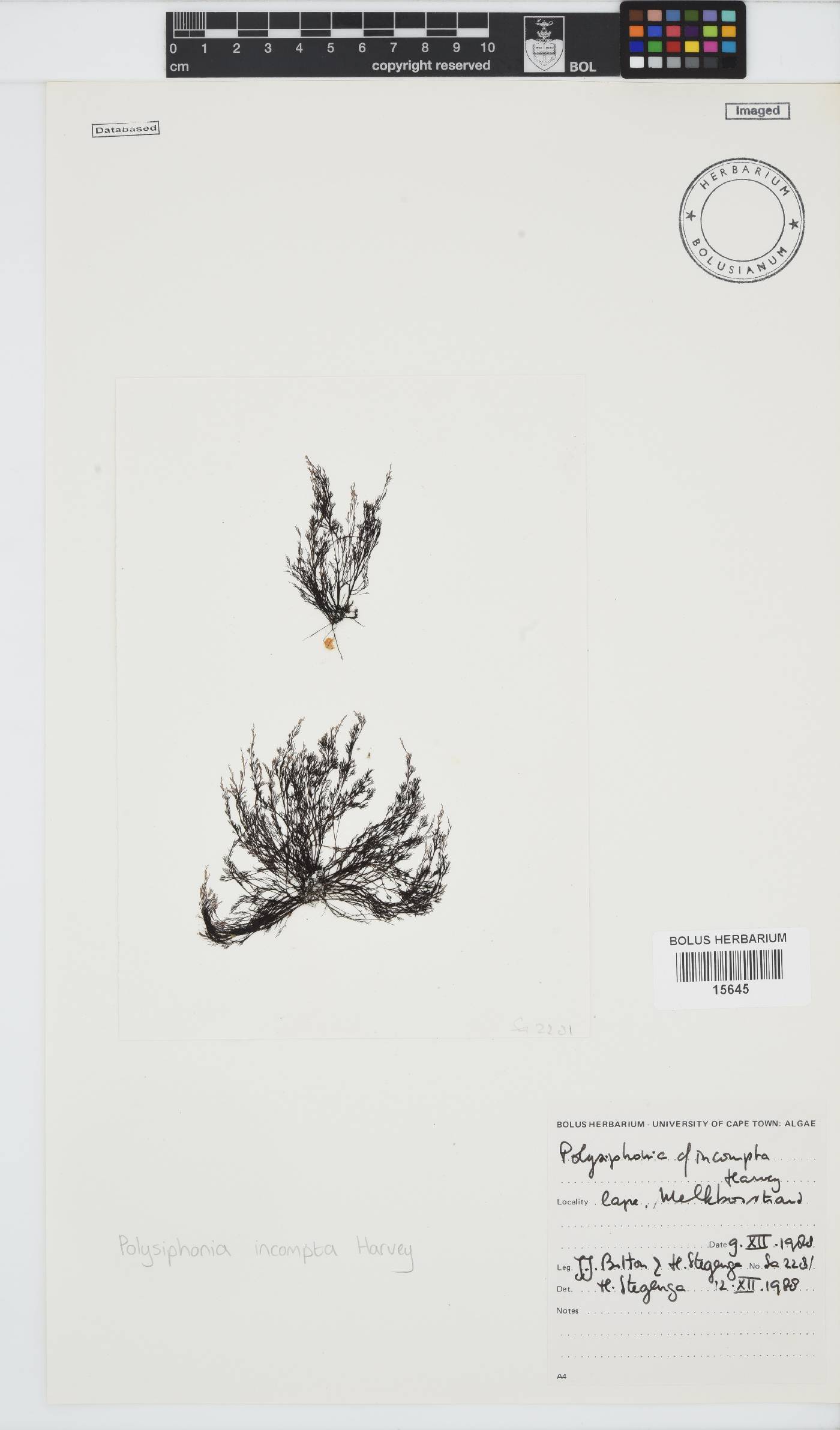 Melanothamnus incomptus image