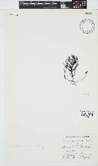 Melanothamnus incomptus image