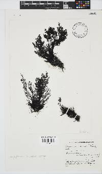 Melanothamnus incomptus image