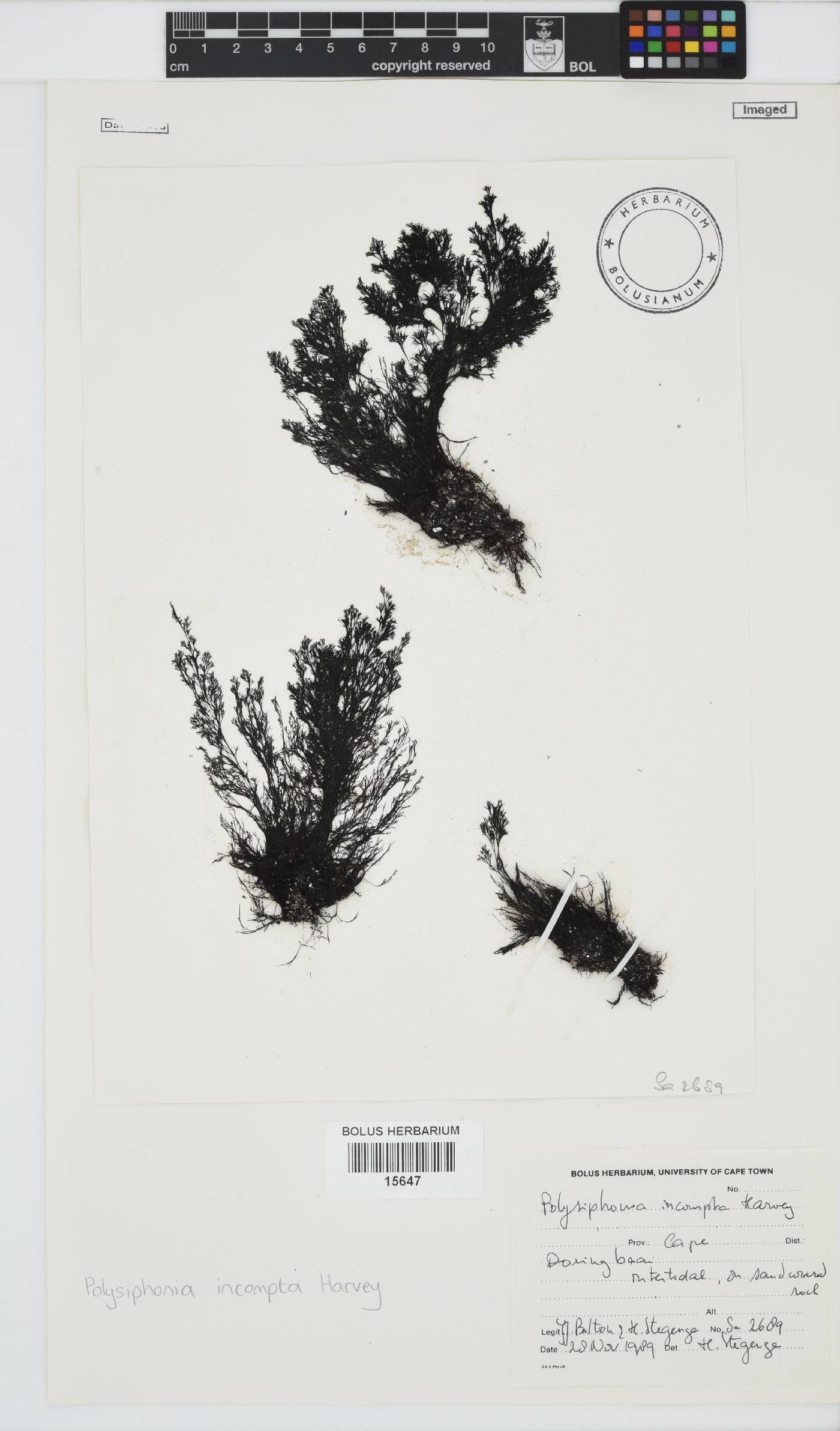 Melanothamnus image
