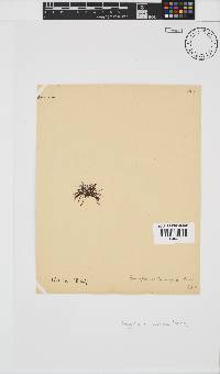 Melanothamnus incomptus image