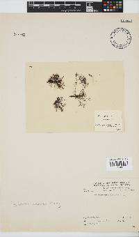 Melanothamnus incomptus image