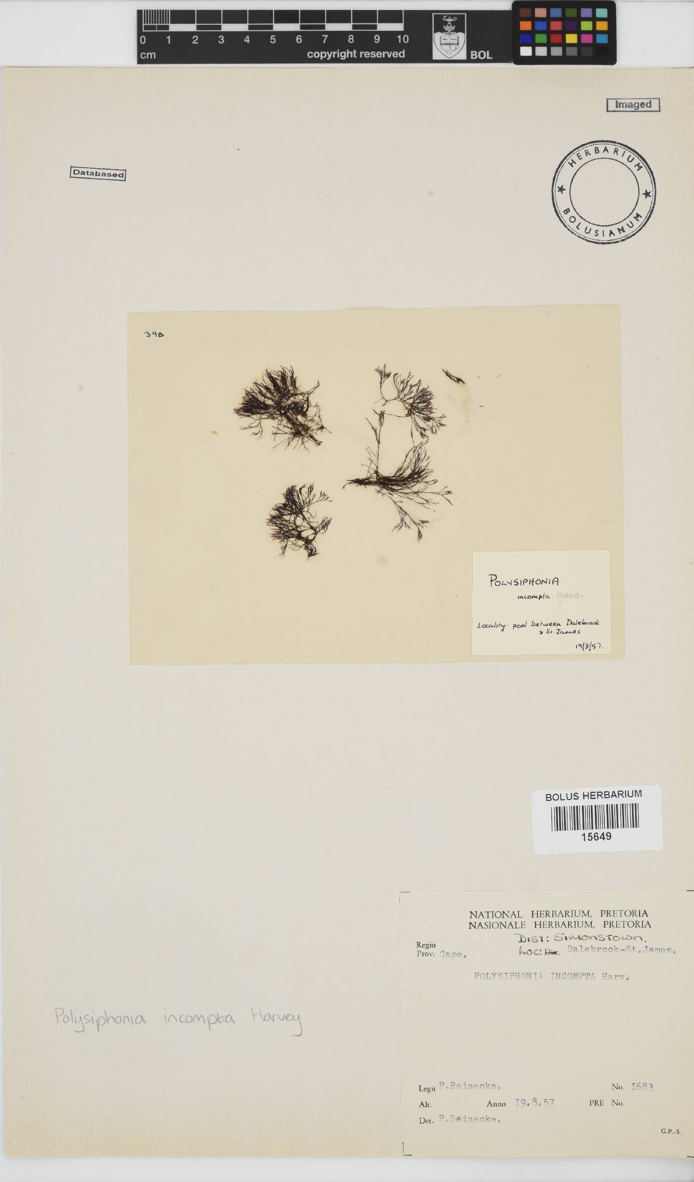 Melanothamnus incomptus image