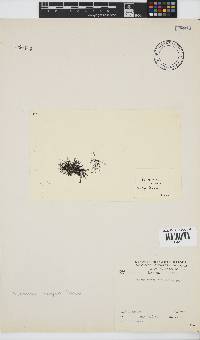 Melanothamnus incomptus image