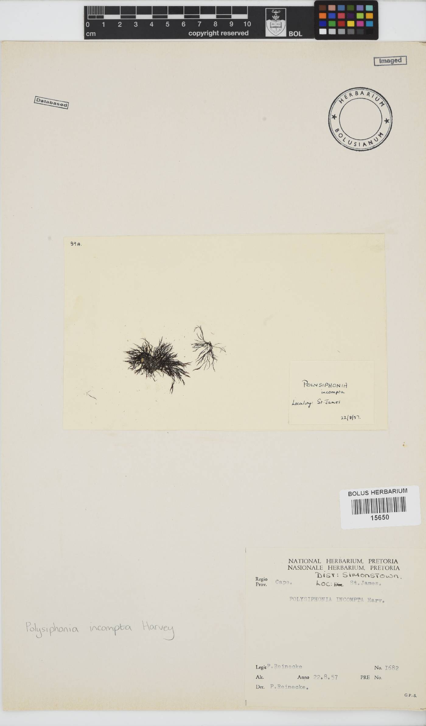 Melanothamnus incomptus image