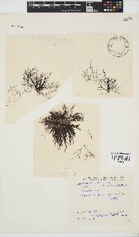 Melanothamnus incomptus image