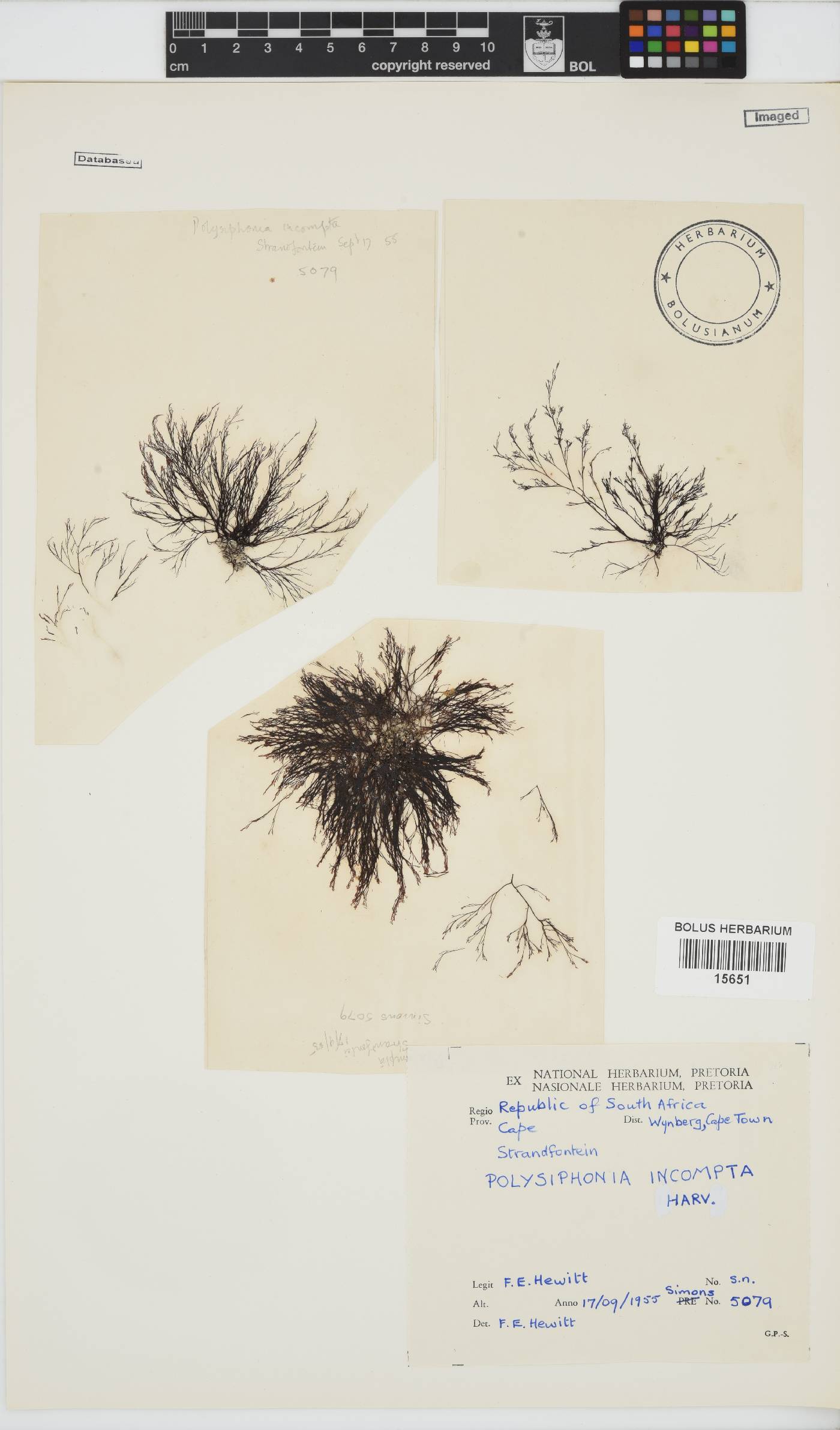 Melanothamnus incomptus image