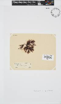 Melanothamnus incomptus image