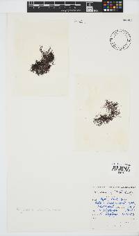 Melanothamnus incomptus image