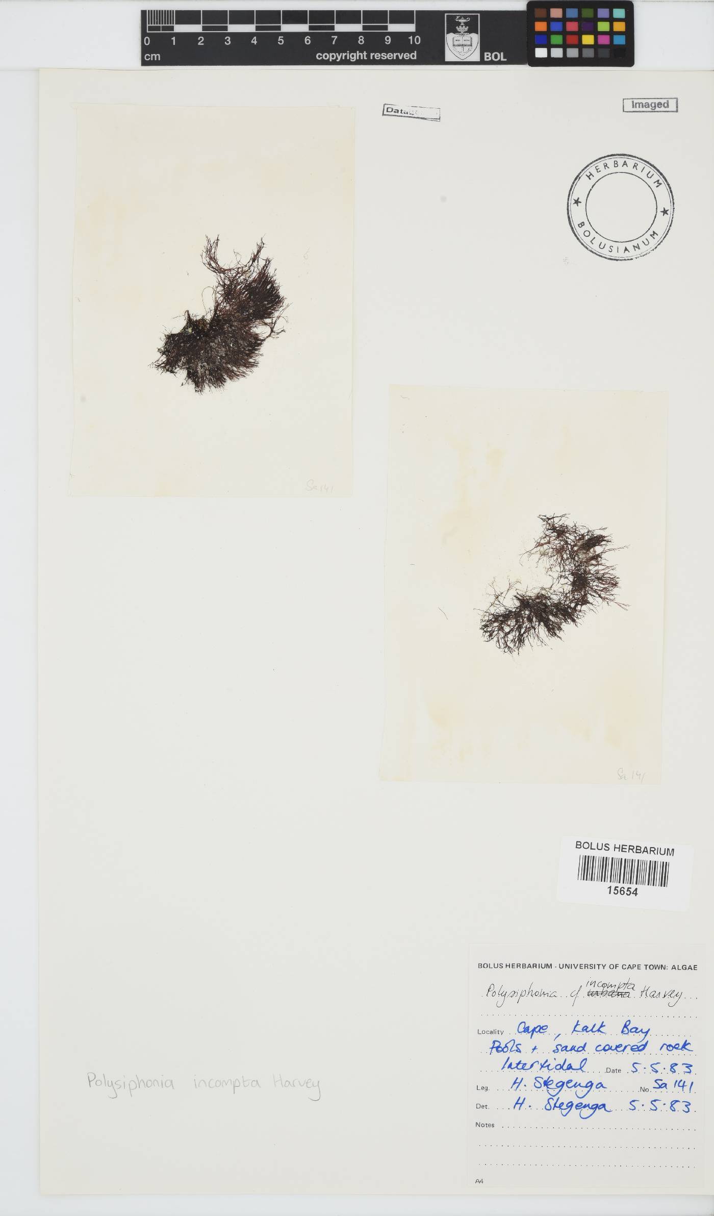 Melanothamnus incomptus image