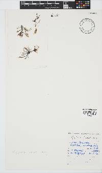 Melanothamnus incomptus image