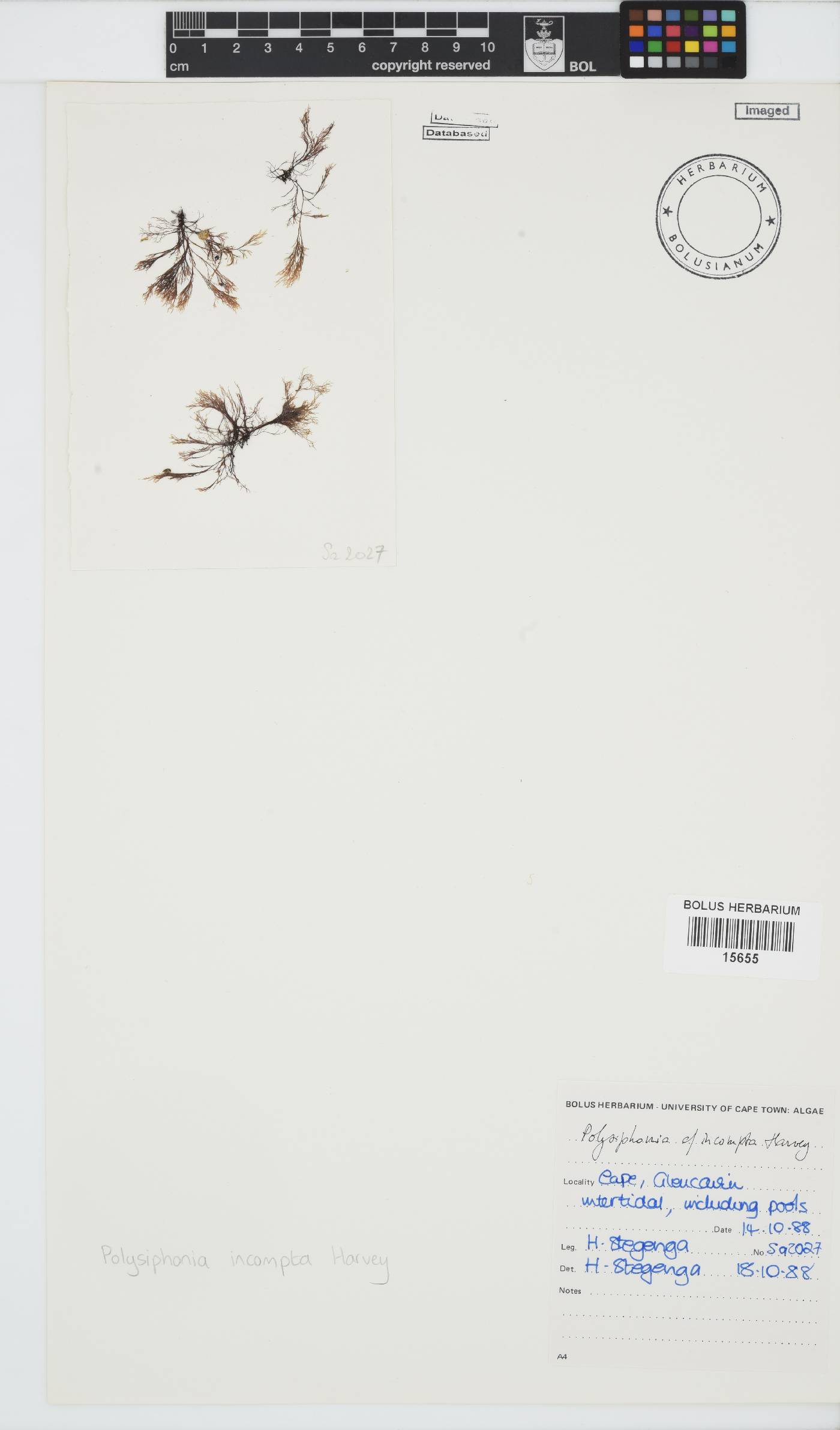 Melanothamnus incomptus image