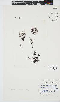 Melanothamnus incomptus image