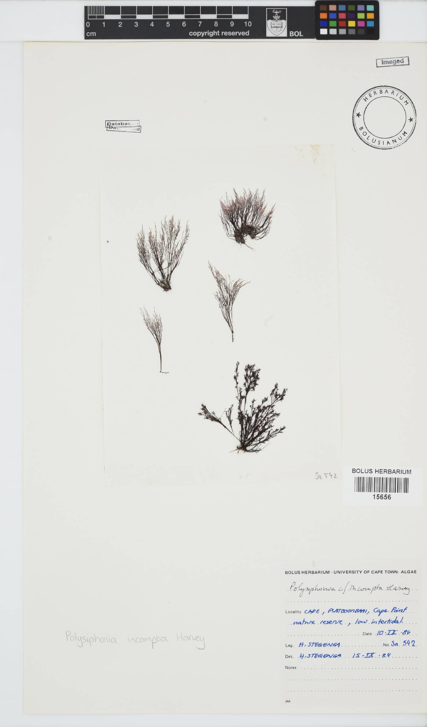Melanothamnus incomptus image
