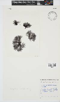 Melanothamnus incomptus image