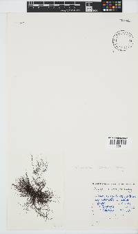 Melanothamnus incomptus image