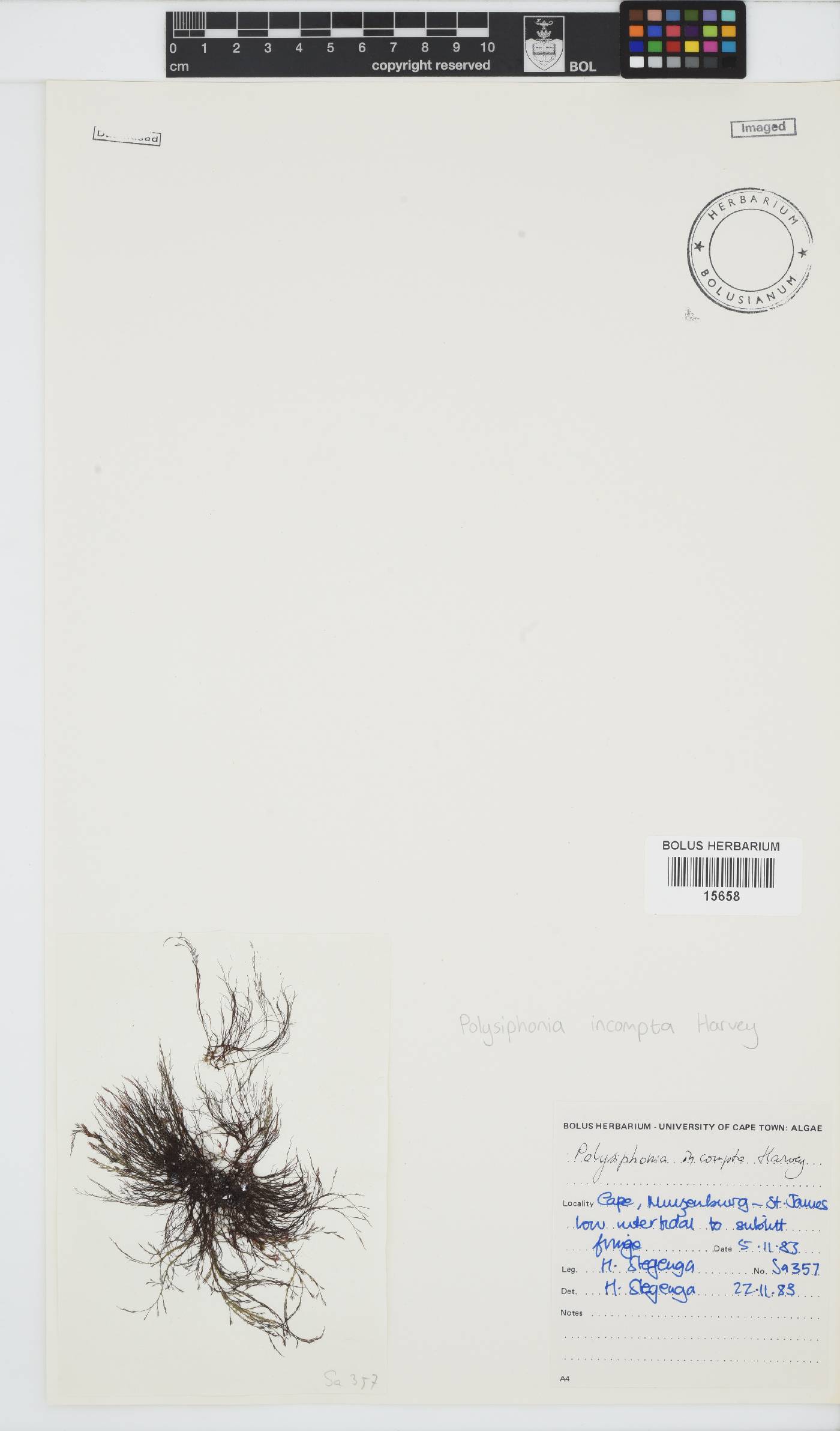 Melanothamnus incomptus image