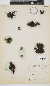 Melanothamnus incomptus image